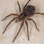 How To Get Rid Of Wolf Spiders In Basement